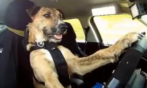 狗都会开车了 你科目二过了吗？