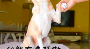 一大波爆笑的学车笑话来袭